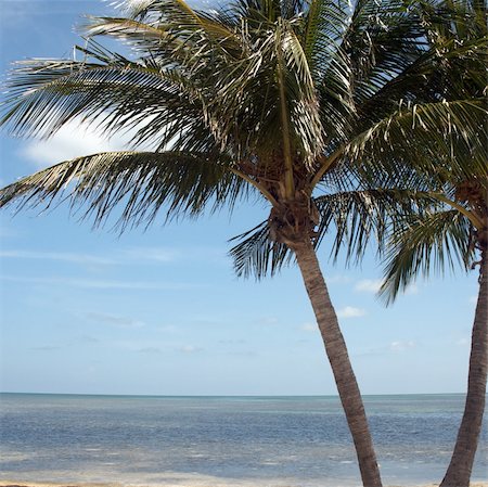 floridian - Beaches of Key West, Florida Stock Photo - Budget Royalty-Free & Subscription, Code: 400-04997701