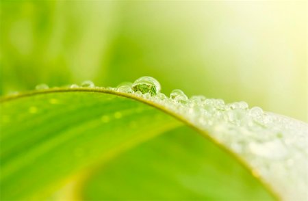 dew drops on green stem - Green grass with raindrops background Stock Photo - Budget Royalty-Free & Subscription, Code: 400-04997768