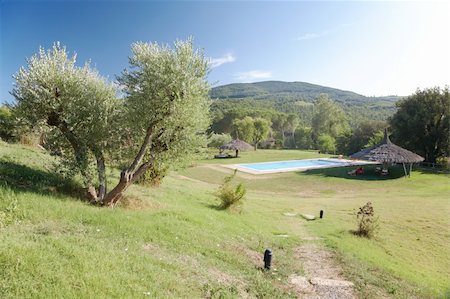 simsearch:400-05280468,k - The garden and the swimming-pool of a luxury country house in the famous tuscan hills, Italy. In foreground an olive tree. Stock Photo - Budget Royalty-Free & Subscription, Code: 400-04997990