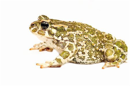 Close-up of green toad isolated Stock Photo - Budget Royalty-Free & Subscription, Code: 400-04997993