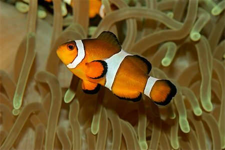 simsearch:400-04699407,k - Underwater view of an Ocellaris clownfish (Amphiprion ocellaris) and sea anemone Stockbilder - Microstock & Abonnement, Bildnummer: 400-04998273