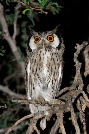 simsearch:400-03987025,k - A white-faced owl (Outs leucotis) sitting in a tree, Kalahari desert, South Africa Stock Photo - Budget Royalty-Free & Subscription, Code: 400-04998291