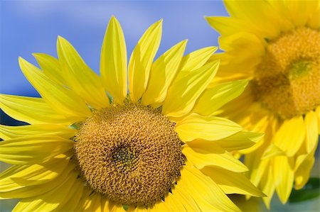 sunflower spain - Sunflower in the village of Mijaraluenga in Burgos Stock Photo - Budget Royalty-Free & Subscription, Code: 400-04998568