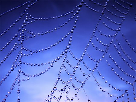 simsearch:400-07570299,k - close up of a spider web with dew drops Stock Photo - Budget Royalty-Free & Subscription, Code: 400-04998766