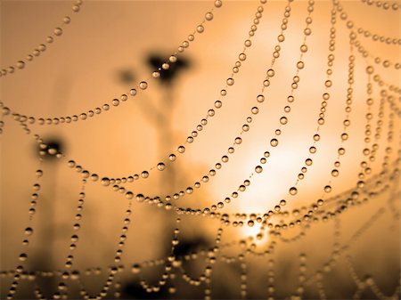 simsearch:400-07570299,k - close up of a spider web with dew drops Stock Photo - Budget Royalty-Free & Subscription, Code: 400-04998772