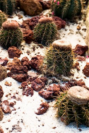 simsearch:400-07481426,k - Barrel Cactus with sand and stones around in wild Mexico desert Foto de stock - Super Valor sin royalties y Suscripción, Código: 400-04999017