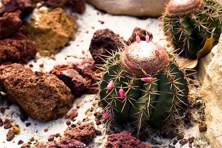 simsearch:400-07481426,k - Barrel Cactus with sand and stones around in wild Mexico desert Foto de stock - Super Valor sin royalties y Suscripción, Código: 400-04999028