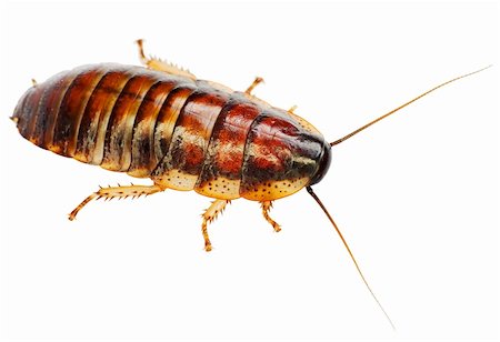 simsearch:400-04725341,k - The African big cockroach on a white background Photographie de stock - Aubaine LD & Abonnement, Code: 400-04999789