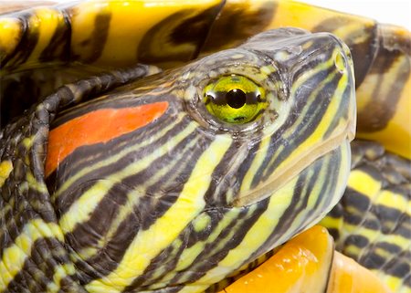 head and face of a turtle - Pseudemys scripta elegans - close up Stock Photo - Budget Royalty-Free & Subscription, Code: 400-04990074