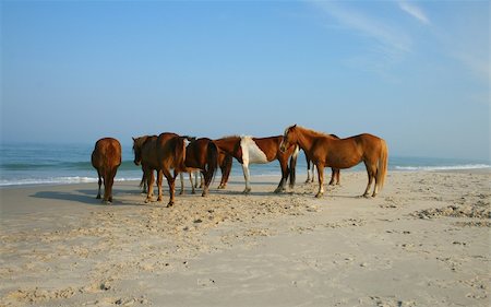 Horses on the beach at Assateague Island. Foto de stock - Super Valor sin royalties y Suscripción, Código: 400-04990096