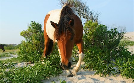 Horses on the beach at Assateague Island. Stock Photo - Budget Royalty-Free & Subscription, Code: 400-04990097