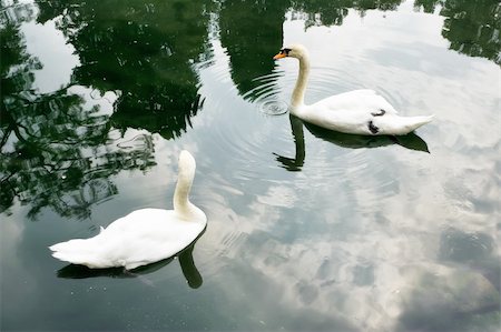 selhin (artist) - Two swan swim, whirls around each other. They couple. The peninsula of Crimea. Alupka. Vorontsovskim Garden next to the palace. Swan Lake. Photographie de stock - Aubaine LD & Abonnement, Code: 400-04990245