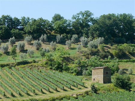 simsearch:862-03437136,k - Vineyard  and olive grove in Tuscany, Italy Photographie de stock - Aubaine LD & Abonnement, Code: 400-04990386
