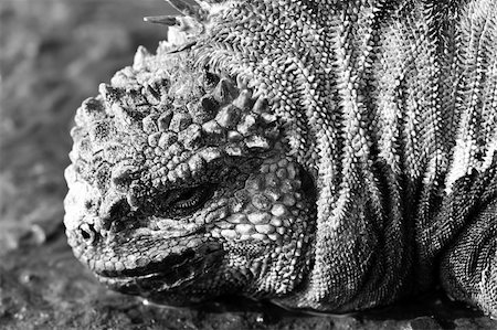 sea iguana - Black & White Marine Iguana closeup headshot Stock Photo - Budget Royalty-Free & Subscription, Code: 400-04990405