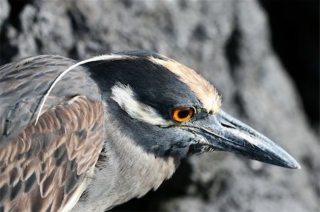 A Yellow Crowned Night Heron in the Galapagos Islands, Ecuador Stock Photo - Budget Royalty-Free & Subscription, Code: 400-04990406