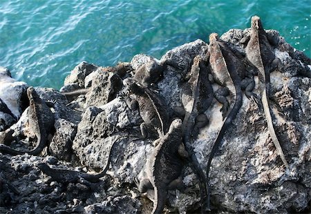 Galapagos marine iguanas lookout from the cliffs Stock Photo - Budget Royalty-Free & Subscription, Code: 400-04990407