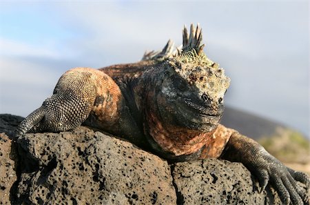 Marine Iguana looking down from Volcanic Rocks Stock Photo - Budget Royalty-Free & Subscription, Code: 400-04990408