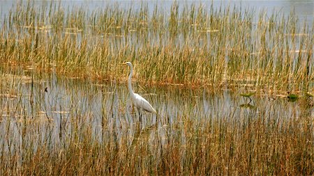 Great egret in the Florida Everglades Stock Photo - Budget Royalty-Free & Subscription, Code: 400-04990424