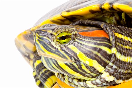 head and face of a turtle - Pseudemys scripta elegans - close up Stock Photo - Budget Royalty-Free & Subscription, Code: 400-04990464