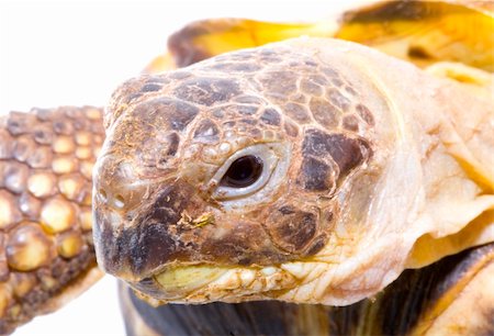 head and face of a tortoise - Testudo horsfieldi - on the white background - close up Stockbilder - Microstock & Abonnement, Bildnummer: 400-04990468