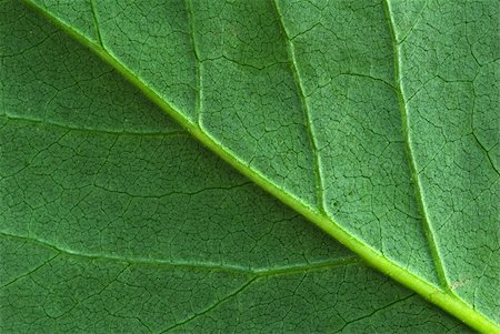 structure of leaf natural background Stock Photo - Budget Royalty-Free & Subscription, Code: 400-04990552