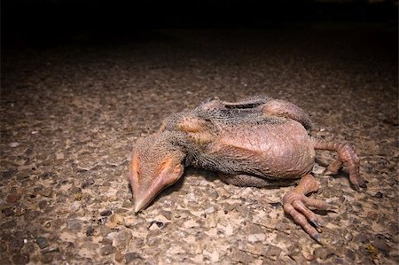 falling feathers - very jung dead bird lying on the pavement with soft lighting Stock Photo - Budget Royalty-Free & Subscription, Code: 400-04990593