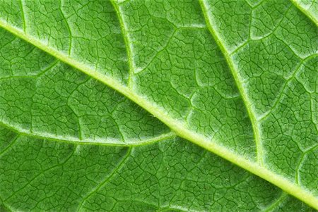 structure of leaf natural background Stock Photo - Budget Royalty-Free & Subscription, Code: 400-04990636