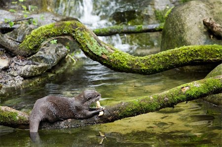 selectphoto (artist) - Oriental Small-clawed Otter (Aonyx cinerea) in captivity eating a chick Stock Photo - Budget Royalty-Free & Subscription, Code: 400-04990930