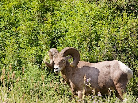 simsearch:400-04262308,k - A wild bighorn sheep in Alberta, Canada (ovis canadensis) Stock Photo - Budget Royalty-Free & Subscription, Code: 400-04991045