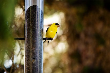 simsearch:700-06486597,k - A yellow male gold finch at a bird feader Photographie de stock - Aubaine LD & Abonnement, Code: 400-04991060
