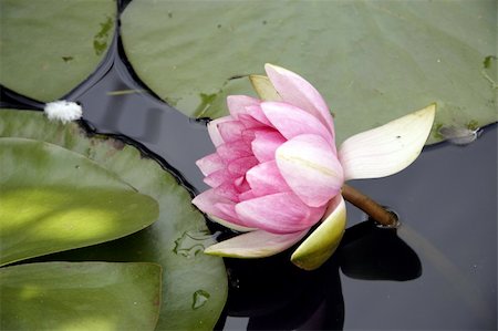 pink water lily sitting on the surface of the water amongs the large flat leaves Fotografie stock - Microstock e Abbonamento, Codice: 400-04991091