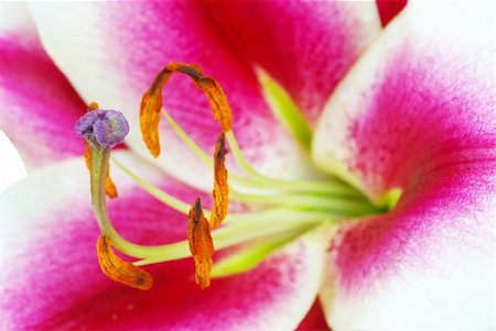 simsearch:400-05128577,k - Fresh beautiful red lily flower blossom Stockbilder - Microstock & Abonnement, Bildnummer: 400-04991128