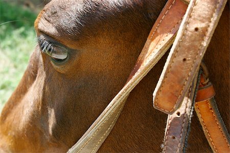 simsearch:400-08130471,k - close up of horse head Stock Photo - Budget Royalty-Free & Subscription, Code: 400-04991137