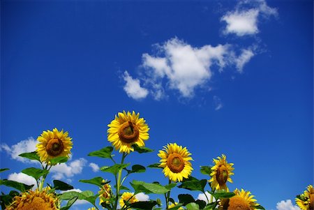 simsearch:400-04742969,k - sunflower field over cloudy blue sky Stockbilder - Microstock & Abonnement, Bildnummer: 400-04991131