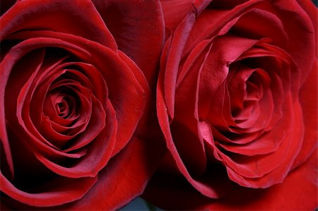 simsearch:400-06073508,k - Very beautiful passion red roses Photographie de stock - Aubaine LD & Abonnement, Code: 400-04991265