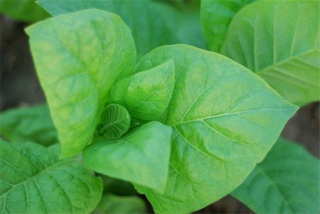 field cuba - green background  of tobacco close-up. agriculture plant Stock Photo - Budget Royalty-Free & Subscription, Code: 400-04991371