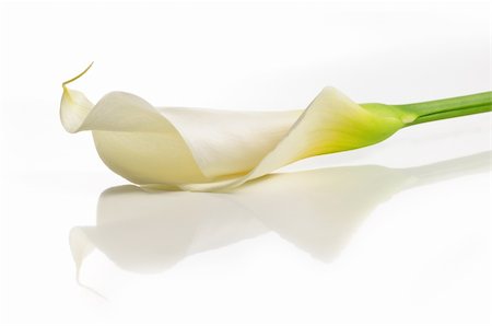 Detail of calla lilly flower isolated over white with reflection Photographie de stock - Aubaine LD & Abonnement, Code: 400-04991763
