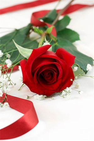 simsearch:400-04842608,k - a picture of a red rose on white Stock Photo - Budget Royalty-Free & Subscription, Code: 400-04991819