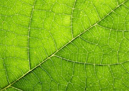 simsearch:400-05015288,k - fresh natural green leaf texture (abstract background) Photographie de stock - Aubaine LD & Abonnement, Code: 400-04991830