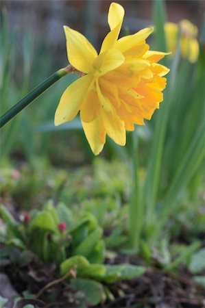 simsearch:400-04428532,k - Bright daffodils at the arrival of spring season Photographie de stock - Aubaine LD & Abonnement, Code: 400-04992141