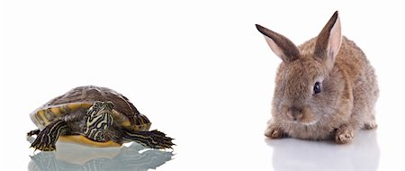 simsearch:400-07822203,k - Cute Bunny and Turtle, isolated on white background. Concept: Competition Stock Photo - Budget Royalty-Free & Subscription, Code: 400-04992241