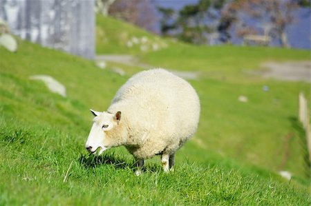 Sheep And Grassland In The New Zealand Stock Photo - Budget Royalty-Free & Subscription, Code: 400-04992539