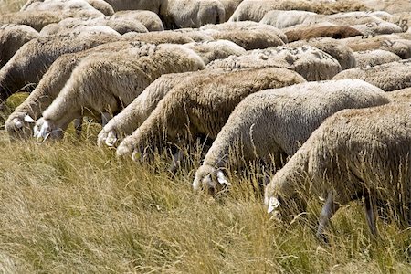 simsearch:614-06625263,k - Sheep on the field Stock Photo - Budget Royalty-Free & Subscription, Code: 400-04992766