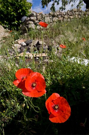 simsearch:400-04867397,k - wild poppy and meadow flowers in spring Fotografie stock - Microstock e Abbonamento, Codice: 400-04992817
