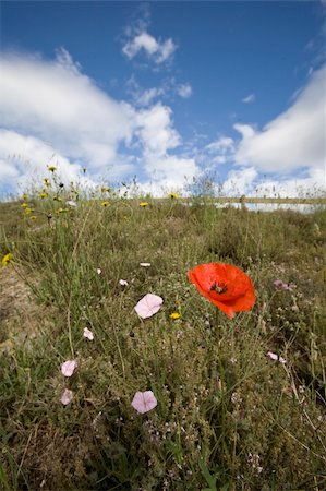 simsearch:400-04867397,k - wild poppy and meadow flowers in spring Fotografie stock - Microstock e Abbonamento, Codice: 400-04992818