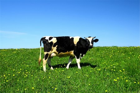 cow on green dandelion field under blue sky Stock Photo - Budget Royalty-Free & Subscription, Code: 400-04993416
