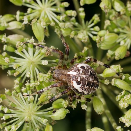 simsearch:640-02770439,k - The big spider hunting on flowers of fennel Foto de stock - Super Valor sin royalties y Suscripción, Código: 400-04993489
