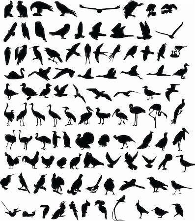 parrot flying - A hundred silhouettes of different birds Stock Photo - Budget Royalty-Free & Subscription, Code: 400-04993491