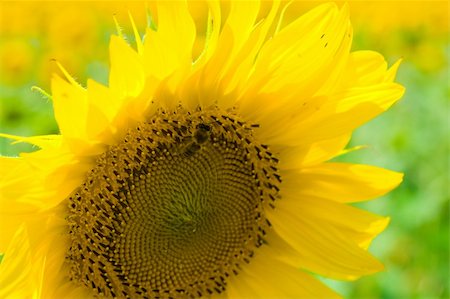 simsearch:400-06077675,k - Bee on sunflower gathering pollen, close-up Stock Photo - Budget Royalty-Free & Subscription, Code: 400-04993857