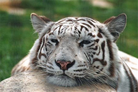 Captive White tiger Stockbilder - Microstock & Abonnement, Bildnummer: 400-05004003
